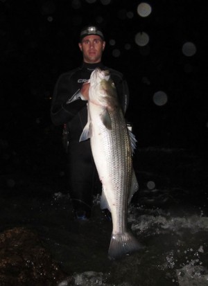 Local surfcaster Andrew Jones with a long 35 pound bass taken from central Long Island Sound.