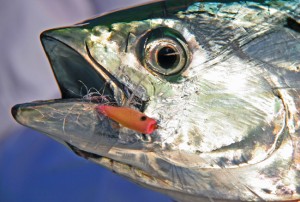 Small flies that imitate bay anchovies, like this tan Crease Fly, are tops for fooling false albacore.