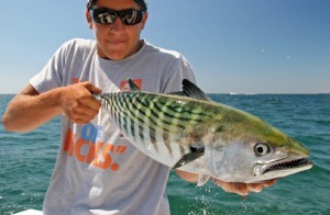 Bonito will occasionally mix in with the albies. Though similar in appearance to the oily false albacore, bonito are excellent eating.