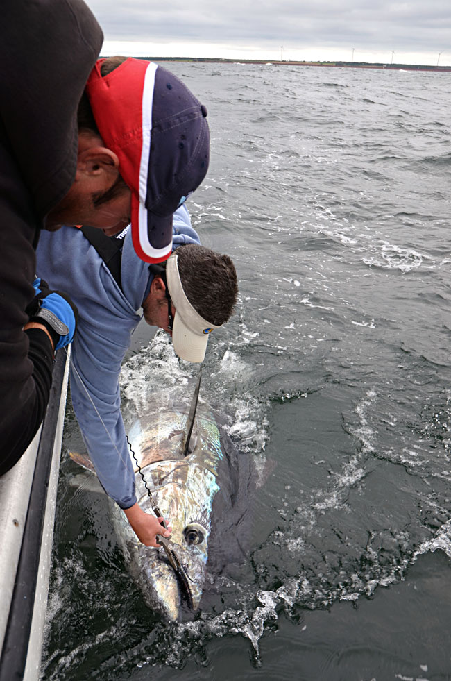 After a 90 minute fight, I caught and released this 800+ lb giant.