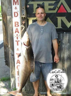 This 31lb Cobia was caught in the Woods Hole area last week.