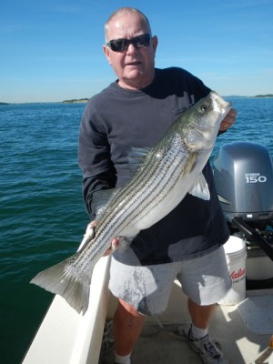 Dave Panarello of Malden took this harbor bass on a mackerel Wednesday, the next day he would get a 40-pounder!