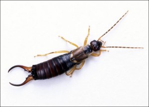 earwig