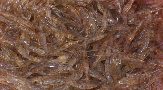 Trent Baits - 🦐🦐 THE Freshwater Shrimp 🦐🦐 . Having trouble choosing  which bait to go with this year. Let us help by giving you the low down on  each of out