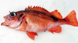 Find a hard, deep bottom around 300 feet with what looks like clouds of smaller fish over it, and you may have found a great redfish spot. Redfish are bright orange, well-armored bottom dwellers that run 12 to 18 inches long and they make great eating when pan-fried.