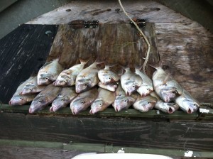 Dan Johnson fished with Chris and Candy Paparo on the Choot Em in the Peconic over the weekend and came back with a pretty good haul of scup.