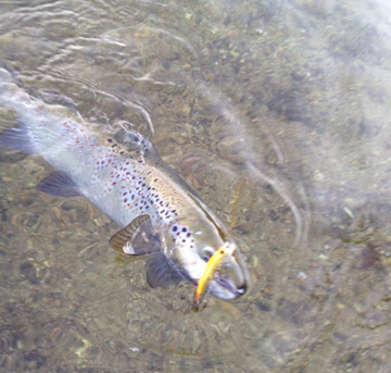 The broodstock salmon were stocked this week, providing anglers in southeast MA with a trophy fish opportunity. This one was caught by Roy Leyva of Off The Hook Fishing on Thursday morning.