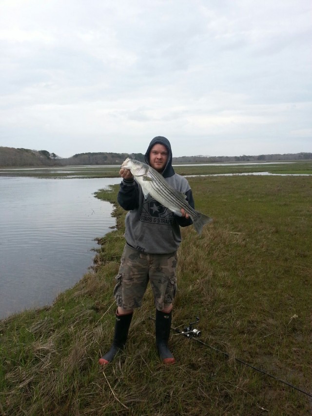 Jeff Bellmar caught this 30-inch striper on a live eel in the Herring River last Saturday. 