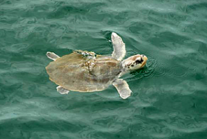 Kemp&rsquo;s ridleys are the smallest and most endangered of all sea turtles in the world.