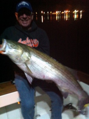 Norm LaPrade (pictured) and Richard Trifone fished off Block Island on Thursday night, catching two dozen bass between 25 and 50 pounds.