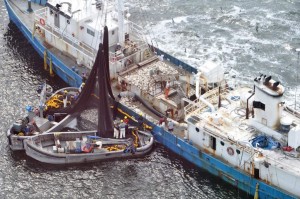 omega_protein_menhaden_fishing_chesapeake