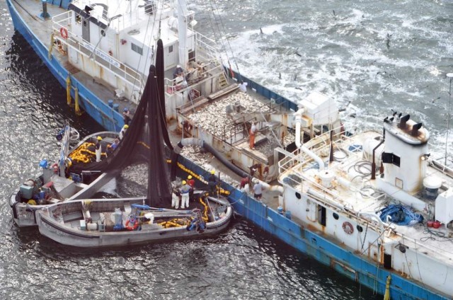 omega_protein_menhaden_fishing_chesapeake