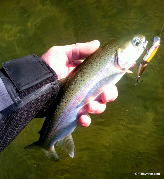 Cliff Pond rainbow trout. 