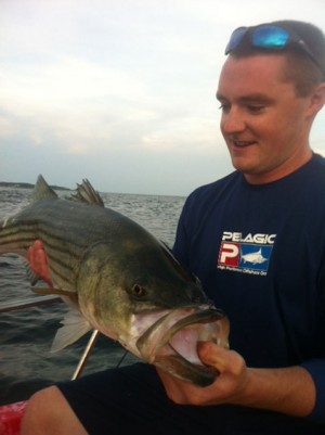 Matthew Zimmerman sent in this photo of a 37" bass, caught on live Mackerel off Cape Ann.