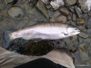OTW's Jimmy Fee reported an excellent bite at the Salmon River this past weekend, taking multiple steelhead on his weekend trip.