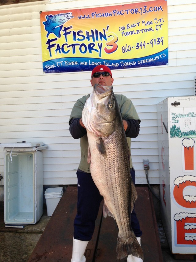 Big bass have arrived in Long Island Sound. This 52-inch, 59-pound striper was caught by Curtis Steers on a live bunker, 3-wayed just outside the Connecticut River.