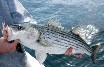 One Long Summer of Stripers - The Provincetown Independent