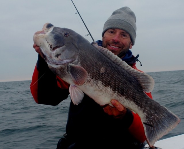 The author joined Captain Jason Colby aboard the Little Sister in Buzzards Bay this week and caught his biggest ever tog!