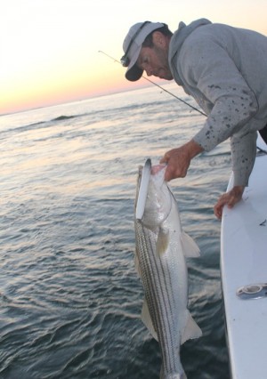 This nice striper couldn't resist the author's 9-inch RM Smith JackHammer!