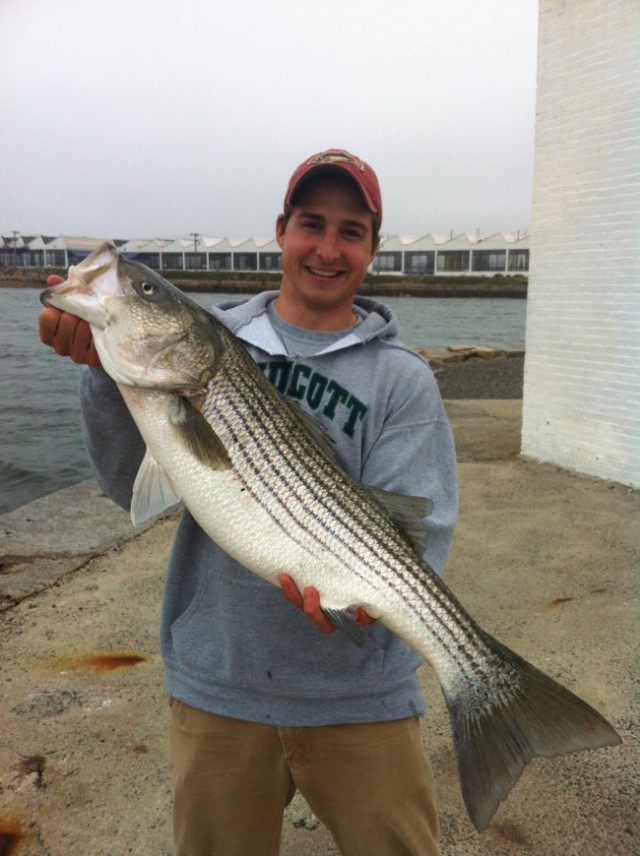 Joseph Gugino shared this photo of a nice striper caught in Salem Harbor.
