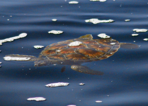 Only juvenile green sea turtles ranging from 12 to 20 inches long and weighing about 10 pounds have been found in New England waters.