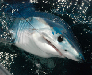 This small mako nipped the author before being tagged and released, only to be re-caught 144 miles away three months later. (Photo by Charles Witek, III)