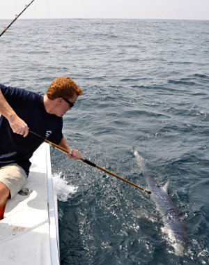 A blue shark is tagged prior to release. Shark tagging kits are available, free to the public, through the NOAA Apex Predator program. (photo by Matt Rissell)