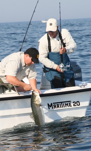 An angler unhooks a striped bass that fell for a Butterfly Jig off Provincetown. Many anglers are hanging up the heavy trolling gear and targeting fish in deeper water by vertical jigging.