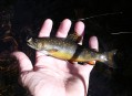 A Wood River wild brook trout