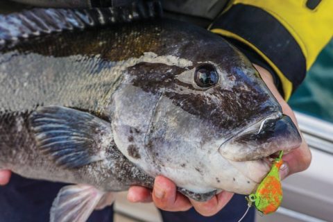 big tautog on a jig