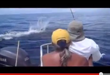 Black Marlin on a Jig