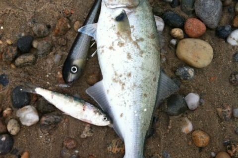 Speak Out to Protect Herring