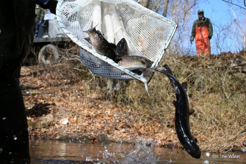 Track the Trout Stocking