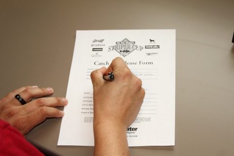 Striper Cup Catch & Release Contest: How it Works