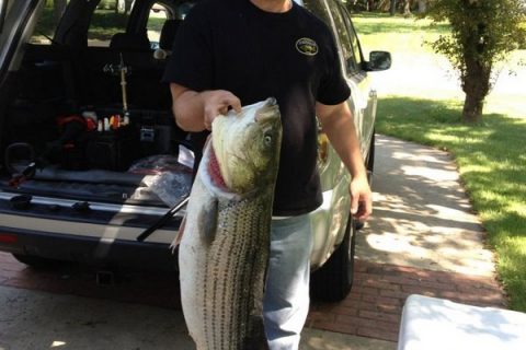 Fish Galore for Jersey Shore