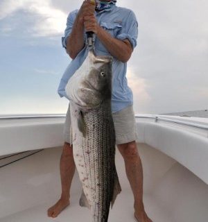 Advisory: Red Sores on Striped Bass