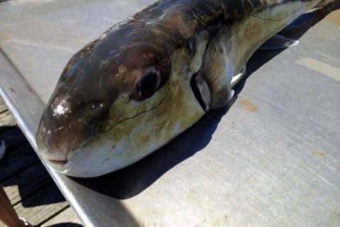 Rhode Island DEM Warns Anglers of Toxic Smooth Puffer Fish