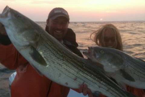 Sores on Striped Bass &ndash; Not Mycobacteriosis