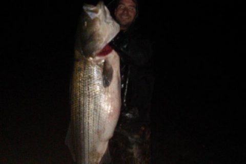 Rhode Island Surfcaster Catches 58-Pound November Striper