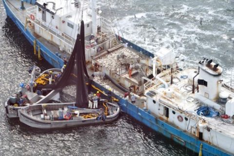 Fishing Groups Object to “Sustainable” Stamp on Menhaden Fishery