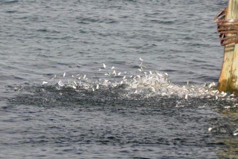 Managers to Make Big Decision on Bunker