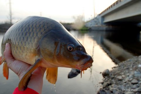 Lazy Sunday Carpin’