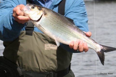 Counting the Delaware River Shad Run