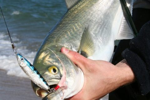 Field Test Favorites: Luhr Jensen Crippled Herring