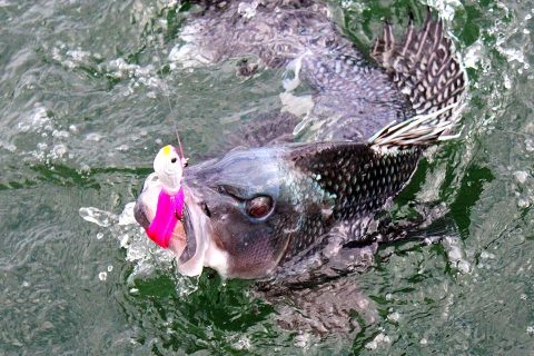 NJ Black Sea Bass Season to Be Split into 3, Reduced by 30 days
