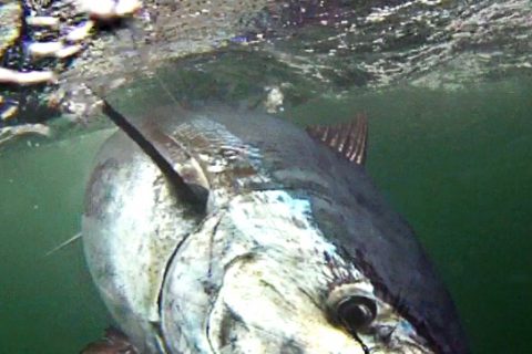 This Week on OTW TV: Prince Edward Island Giants