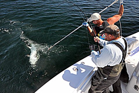 Report: June Bluefin Tuna Bite