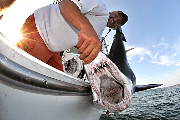 Florida fishing: Cobia, trout, snapper and sharks are biting now