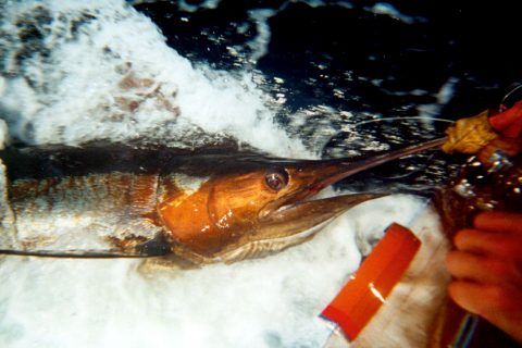 Big Release: A Species-by-Species Guide to Releasing Big Gamefish