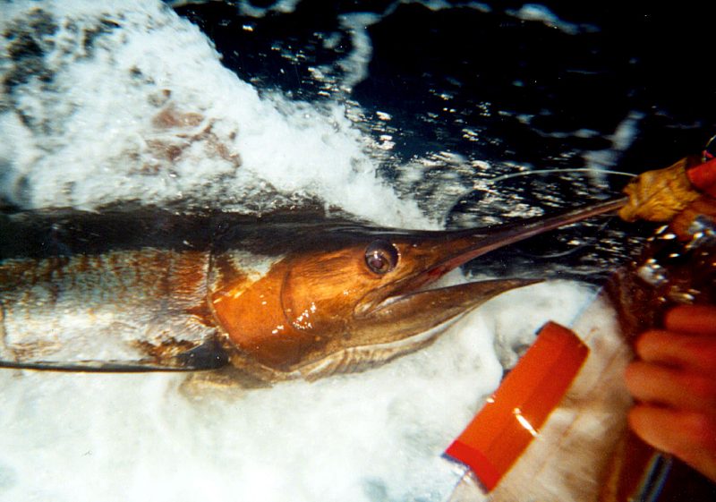 Big Release: A Species-by-Species Guide to Releasing Big Gamefish